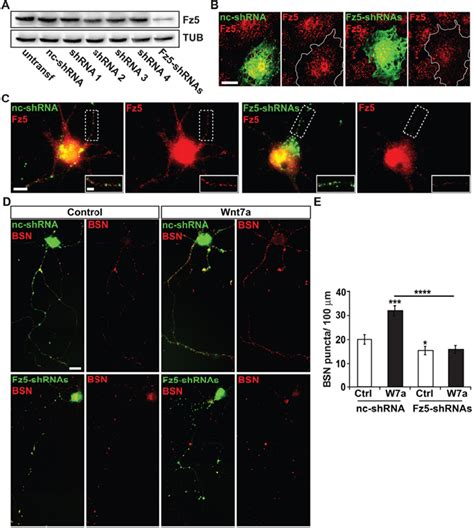 Pdf Frizzled A Receptor For The Synaptic Organizer Wnt A