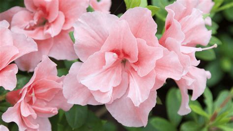 Azalea Bush Care Tips for Vibrant Gardens