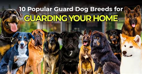 10 Popular Guard Dog Breeds For Guarding Your Home