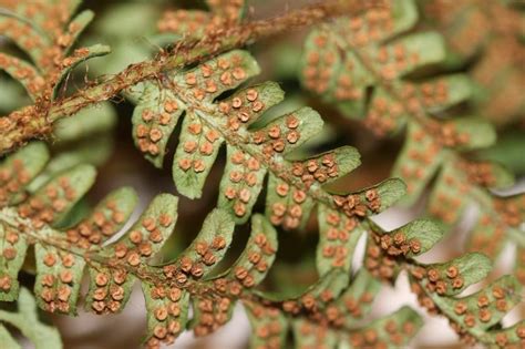 Geschubde Mannetjesvaren Dryopteris Affinis Waarneming Nl