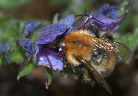 French bee 3 - Pentax User Photo Gallery