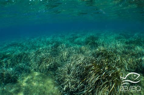 Flore Marine De M Diterran E Phanerogames Posidonia Oceanica