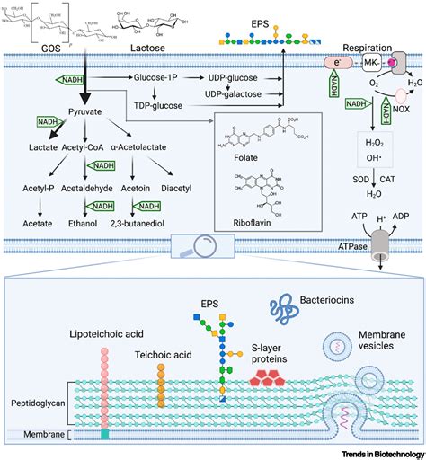 Lactic Acid Fermentation Bacteria