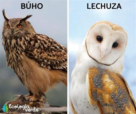 Diferencia entre búho y lechuza Resumen características y FOTOS