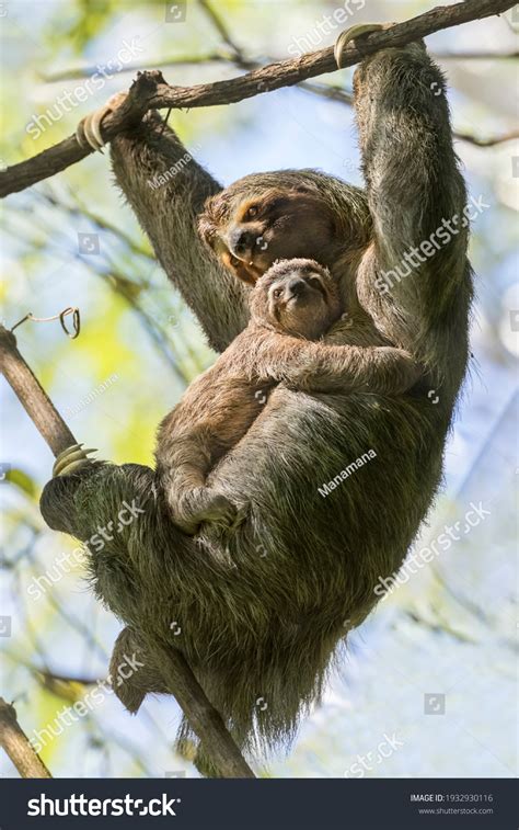 336 Sloth family Stock Photos, Images & Photography | Shutterstock