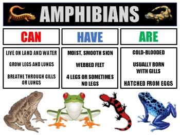 AMPHIBIANS Anchor Chart by ANCHOR CHART ALLEY | TPT