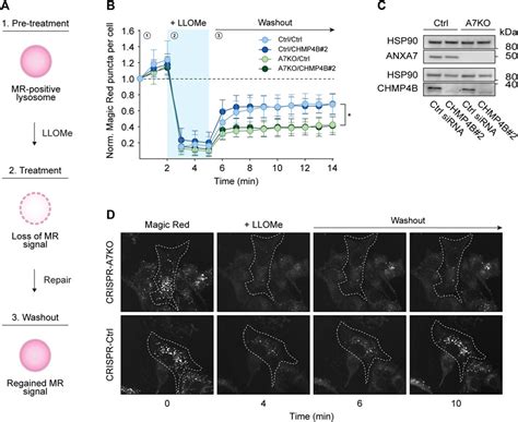 Frontiers Annexin A Mediates Lysosome Repair Independently Of Escrt Iii