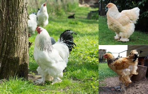 Top 14 Most Beautiful Chicken Breeds With Pictures