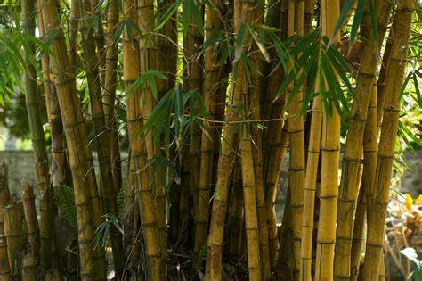 Bamboo Photos, Download The BEST Free Bamboo Stock Photos & HD Images
