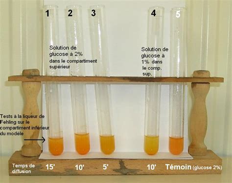 Absorption Intestinale Du Glucose Sciences De La Vie Et De La Terre