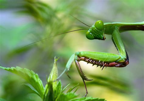 La Bibitte Mobile Le Festival Des Insectes Est Actuellement En Tourn E