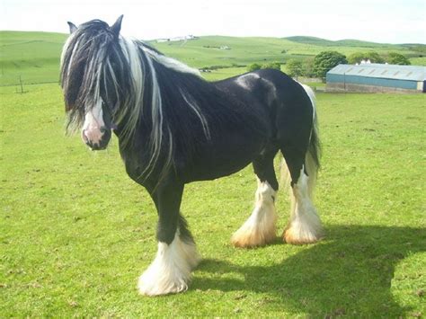 Welsh Cob Horses Types Of Horses Backyard Farming