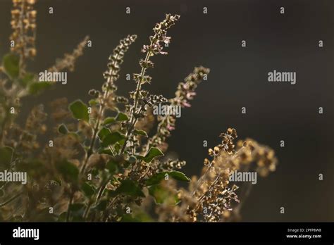 Holy Basil Inflorescence Closeup Selective Focus Tulsi Ocimum