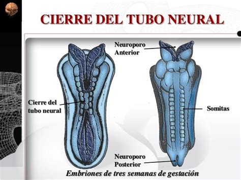 Sistema Nervioso Periférico Autonomo Histología Y Embriología Del S