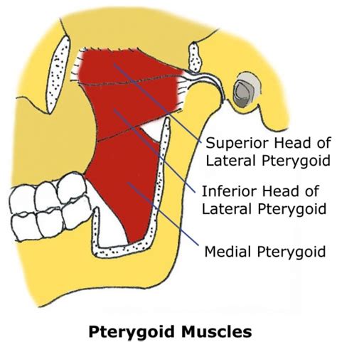 TMJ Anatomy - Physiopedia