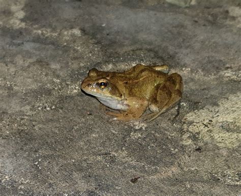 Darren Naish On Twitter Further Evidence That Frogs Have Moved Away