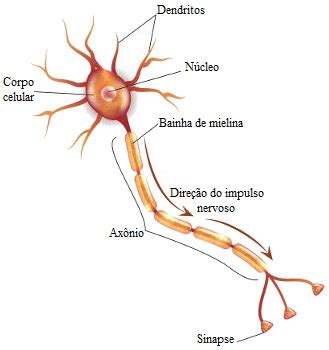 Tecido nervoso Mundo Educação