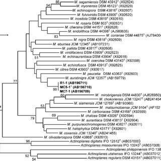 Neighbour Joining Phylogenetic Tree Based On Almost Complete S Rrna