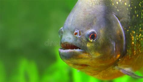 Fishing Piranha At Amazon River. Amazon Jungle Stock Photo - Image of fisherman, background ...