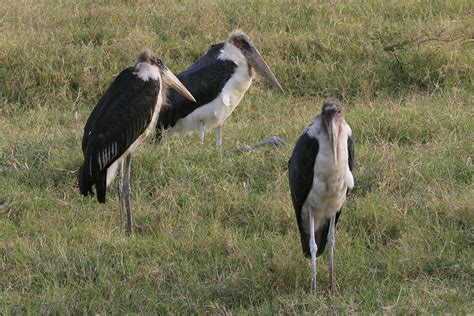 Bobhogeveen Nl Kenia Tanzania Vogels Nakuru Marabou