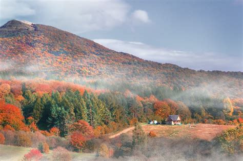 Bieszczady National Park - Bears & Wolves - Natural forest