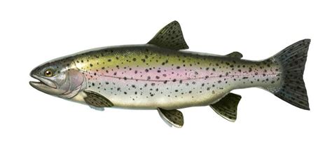 Big Rainbow Trout River Fish Side View Illustration Isolate Realistic