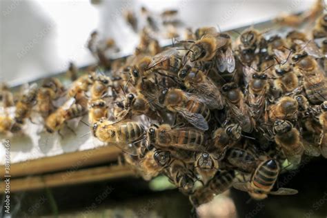 Foto de Abeilles en grappe sur le plateau d entrée de ruche do Stock