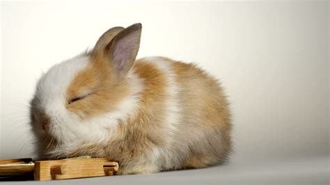 Lovely dwarf rabbit 1275886 Stock Video at Vecteezy