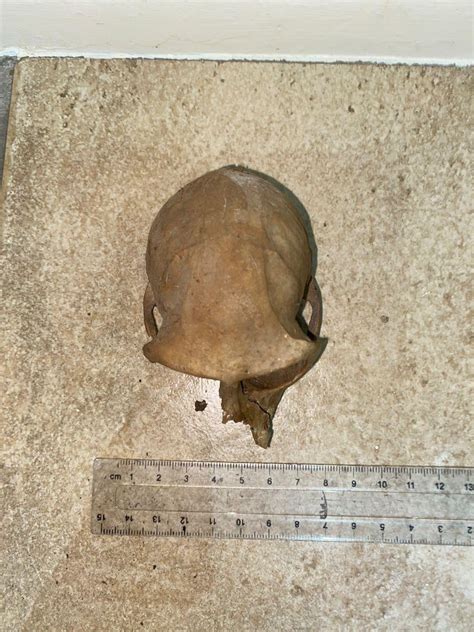 Dog Dug Up This Skull Second Post With Angles And Scale R