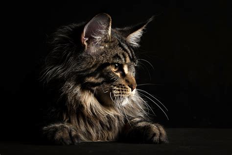 Maine Coon Cats Wallpapers Wallpaper Cave