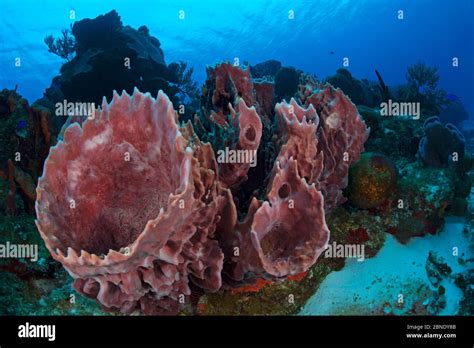 Giant Barrel Sponge Xestospongia Muta Cozumel Reefs National Park Cozumel Island Caribbean