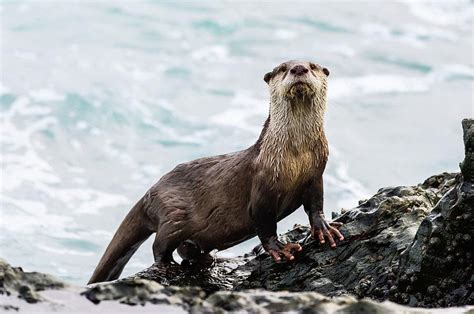 cape-clawless-otter – Lower Breede River Conservancy Trust