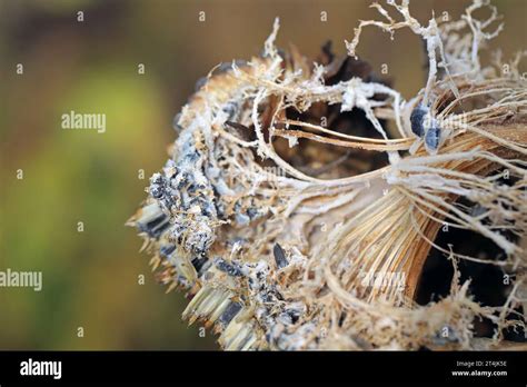 Sclerotinia Sclerotiorum Diseases Of Sunflower White Mold