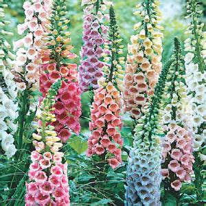 Digitalis Purpurea Cv Foxglove Dwarf Foxy Mix Seed X100 Ole