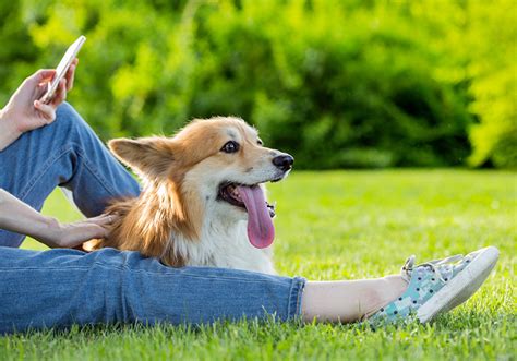 How many pet dogs are there in the UK? | Lida Vets News