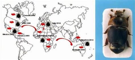 Map of the distribution of the small beehive beetle in the world ...