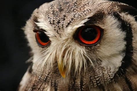 80 Chilling Owl Facts That Will Keep You Up At Night