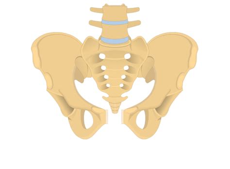 Sacral Bone Anatomy