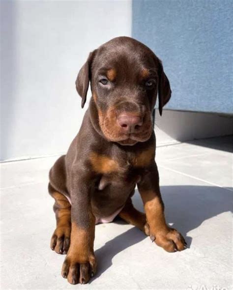 Doberman Puppies | Petholicks