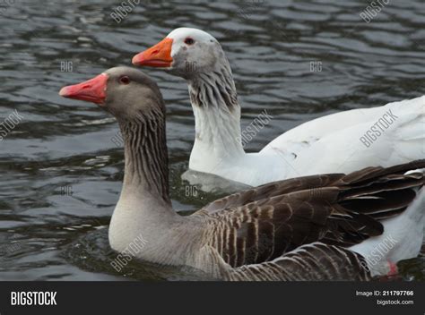 Two American Buff Image And Photo Free Trial Bigstock