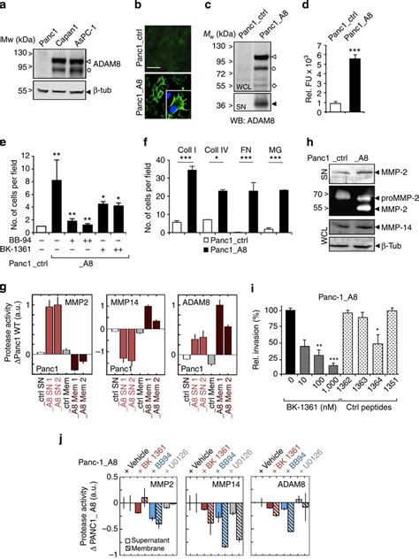 Effect Of Adam8 Expression In Panc1 Cells A Western Blotting Wb Download Scientific