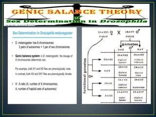 Dosage Compensation Sex Determination In Drosophila PPTX