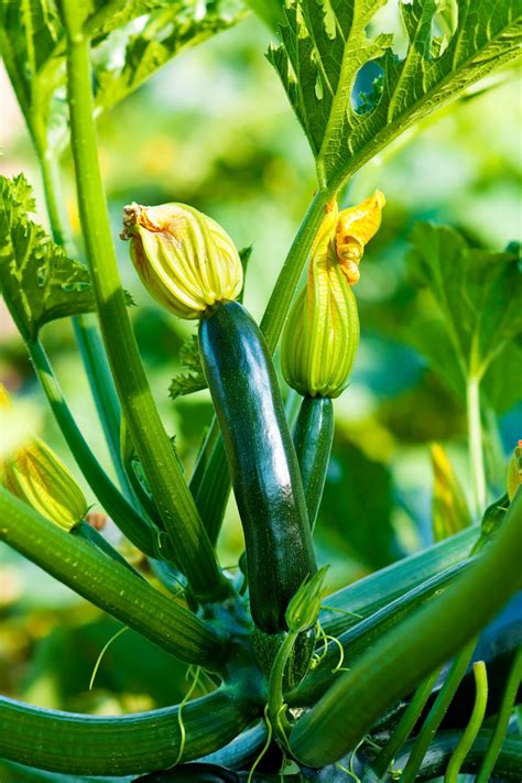 Growing Courgettes From Seed Daltons