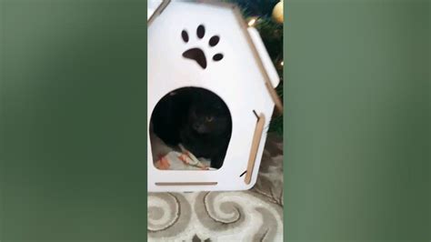 дом котика! 💗 - YouTube