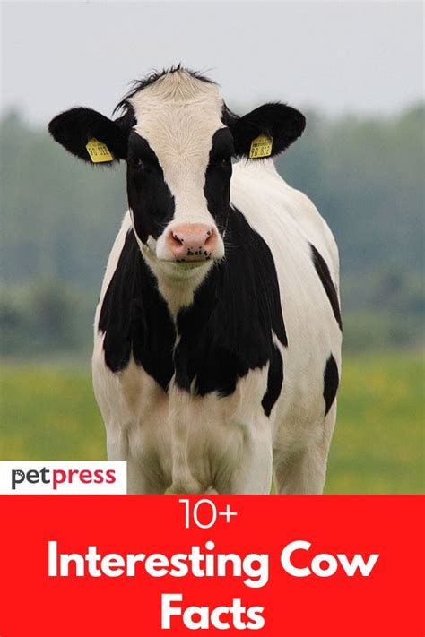 10+ Interesting Cow Facts That You Probably Didn't Know