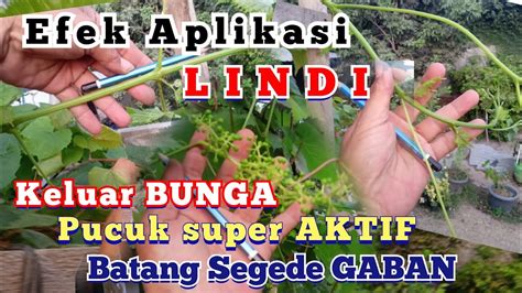 HASIL APLIKASI LINDI SUPER Pada Pohon ANGGUR SMTV YouTube