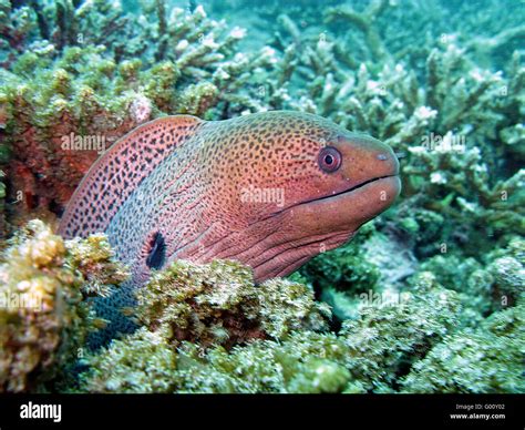 -Tropical Sea Life in the Coral Reef Stock Photo - Alamy