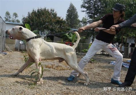 这些超强悍的“巨型猛犬”，哪种才是最受欢迎的巨型犬呢？ 知乎