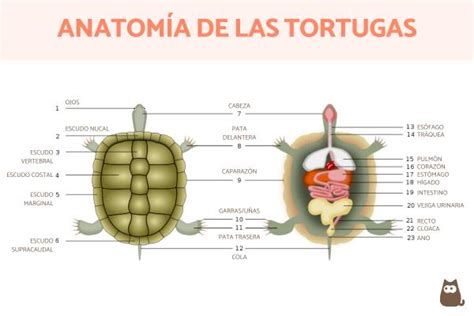 Partes De La Tortuga Externas E Internas The Best Porn Website