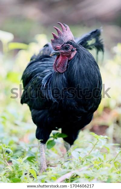 Indian Kadaknath Chicken Black Chicken Stock Photo 1704606217